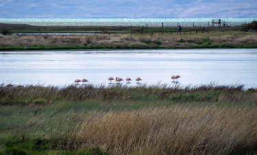 Flamencos australes en la Reserva Laguna Nimez
